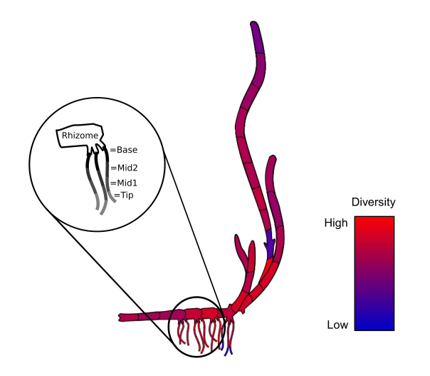 diversity_z1_cropped
