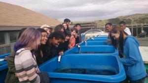 Visiting the experimental seagrass tanks. One of the experimental recipes involves substituting macerated seagrass roots for cellulose. Everyone visited the experimental tanks to grab some seagrass roots for those. They would have spent hours here, checking out the different tanks, watching the sea stars, urchins, and sea hares.