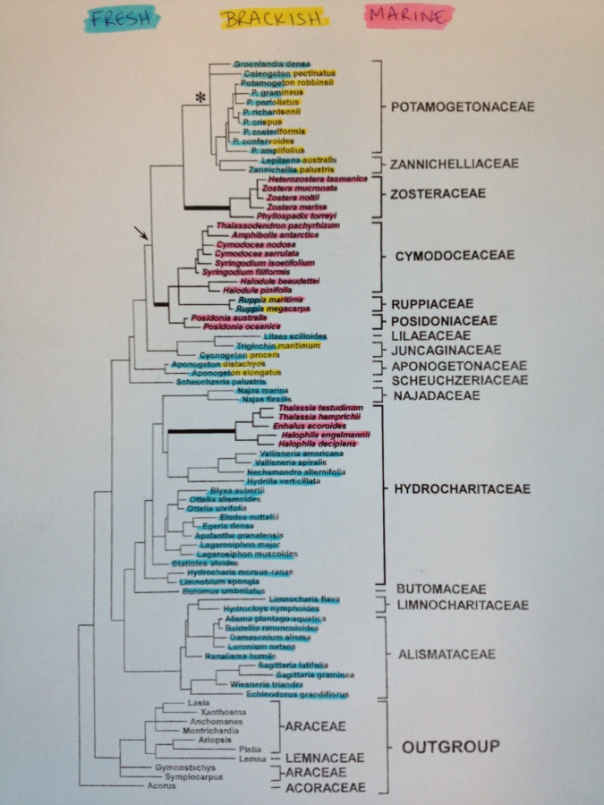 From https://phylogenomics.wordpress.com/people/post-docs/jenna-lang/seagrass/photo-4/: This is a phylogeny of the seagrasses and their aquatic relatives. This tree was built using parsimony and ~1200bp alignment of the rbcL gene. From Les and Cleland, 1997. 