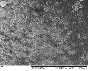 Diatom distribution on decaying leaf