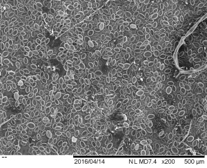 Diatom distribution on live leaf