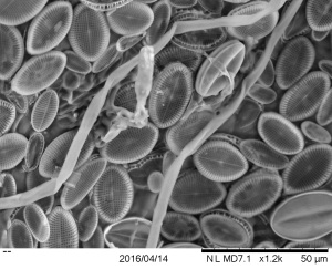 Close-up of diatoms on live leaf