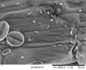 Diatoms on rhizome surface