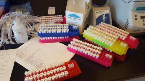 Tubes all ready to go! 